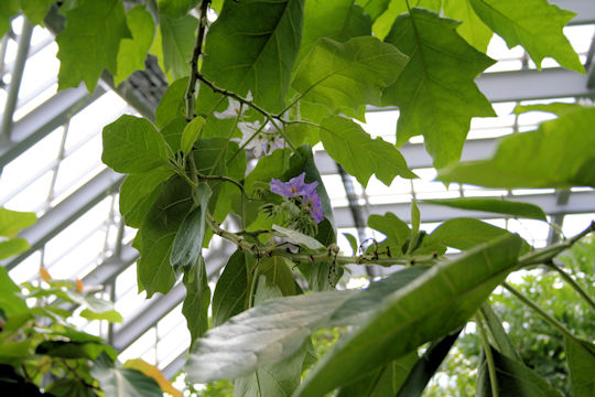 Solanum macranthum