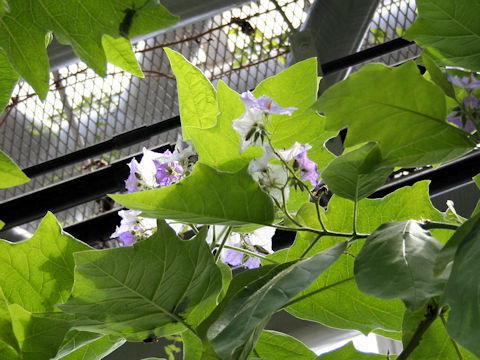 Solanum macranthum