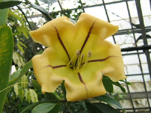 Solandra maxima