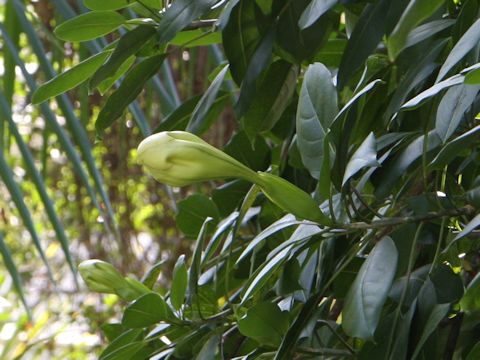 Solandra maxima