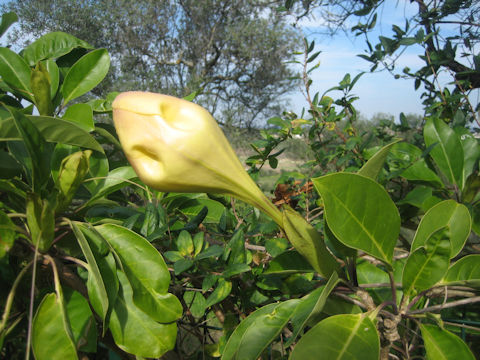 Solandra maxima