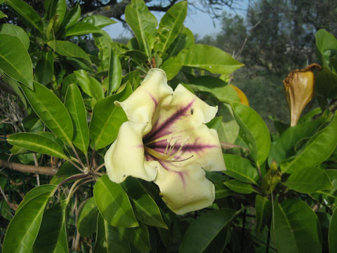 Solandra maxima