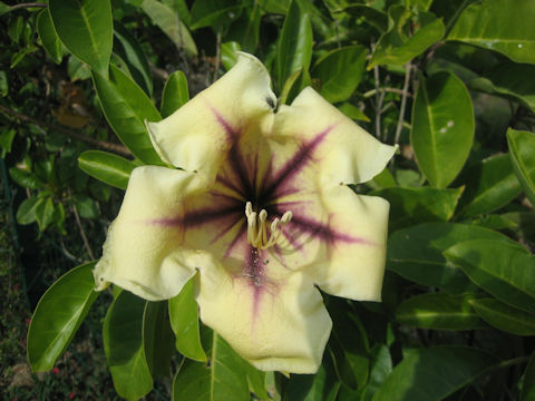 Solandra maxima