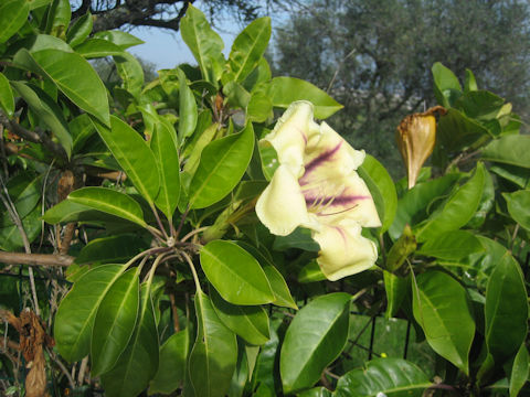 Solandra maxima