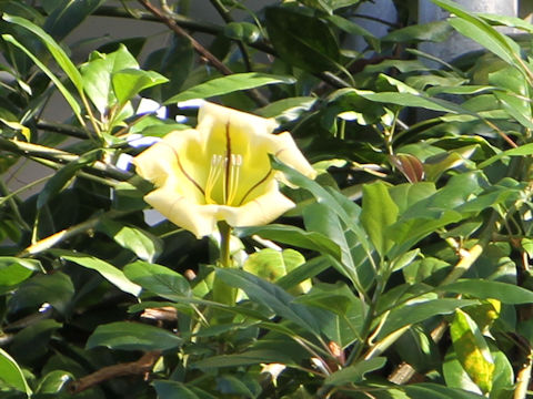 Solandra maxima