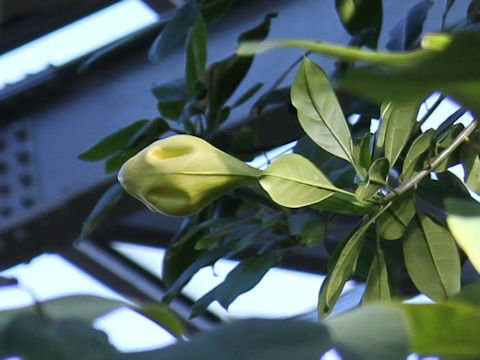 Solandra maxima