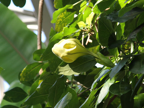 Solandra maxima