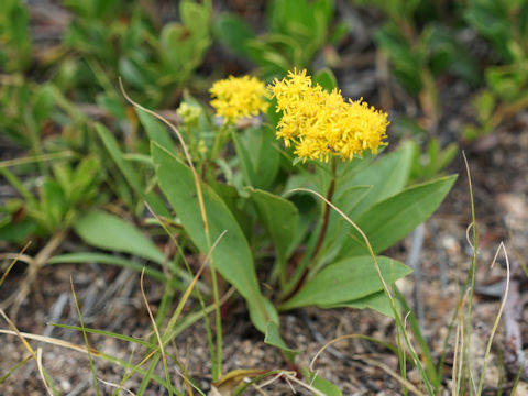 Solidago nana