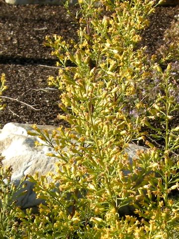 Solidago plumosa