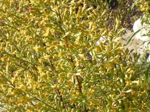 Solidago plumosa