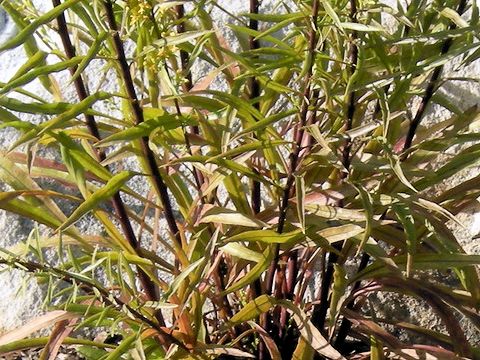 Solidago plumosa