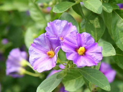 Solanum rantonnetii