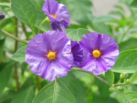 Solanum rantonnetii