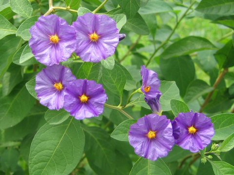 Solanum rantonnetii