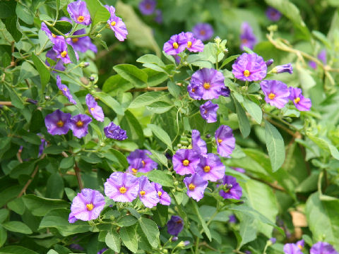 Solanum rantonnetii