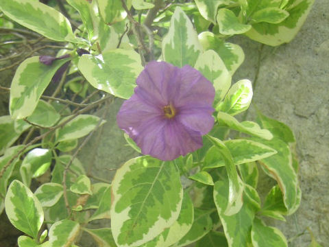 Solanum rantonnetii