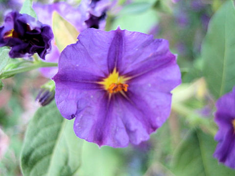 Solanum rantonnetii