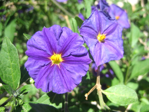 Solanum rantonnetii