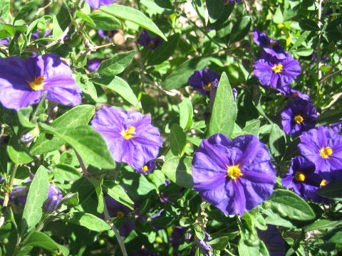 Solanum rantonnetii