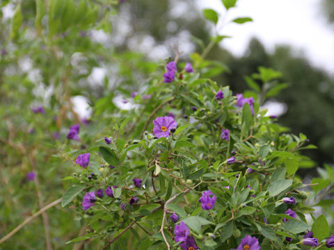 Solanum rantonnetii