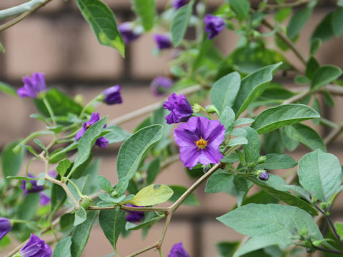 Solanum rantonnetii