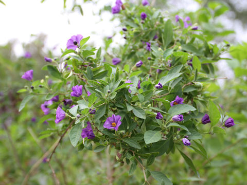 Solanum rantonnetii