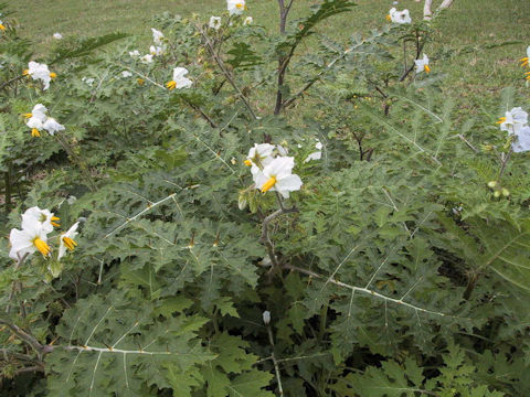 Solanum sisymbrifolium