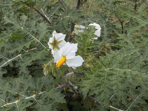 Solanum sisymbrifolium