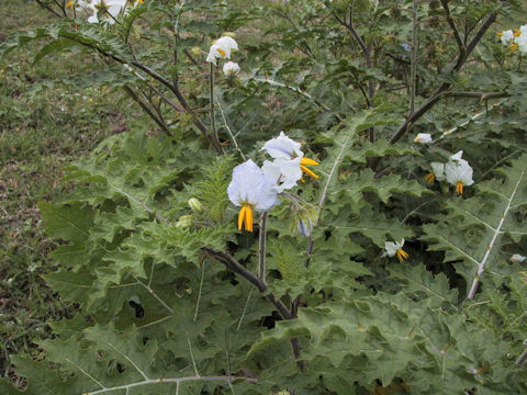 Solanum sisymbrifolium