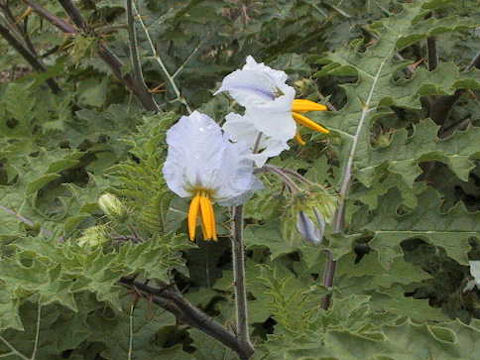 Solanum sisymbrifolium