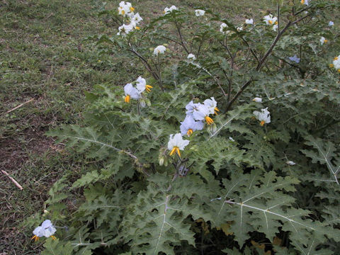 Solanum sisymbrifolium