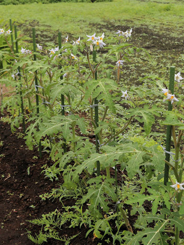 Solanum sisymbriifolium