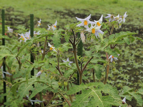 Solanum sisymbriifolium