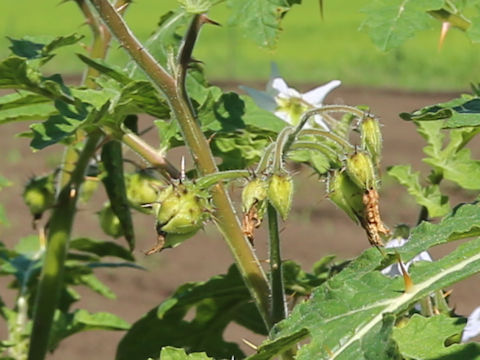 Solanum sisymbriifolium