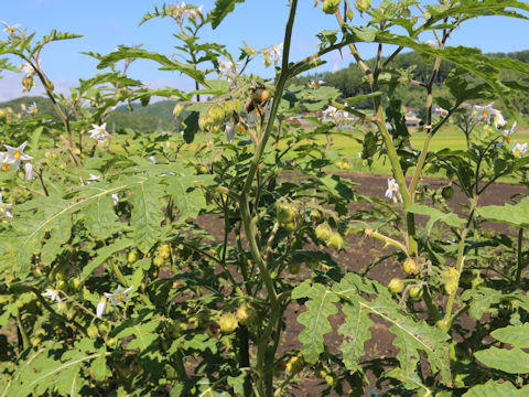 Solanum sisymbriifolium