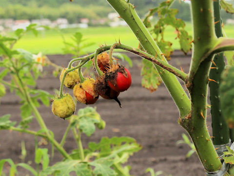 Solanum sisymbriifolium