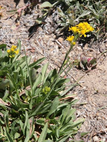 Solidago spathulata