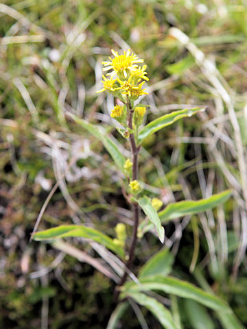 Solidago virgaurea