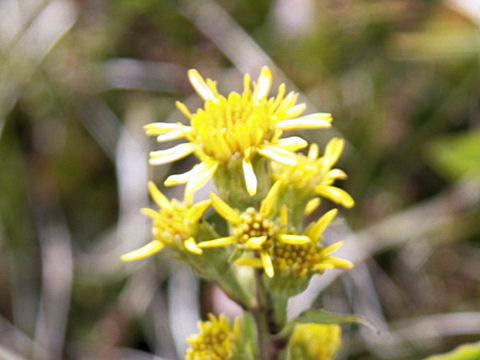 Solidago virgaurea