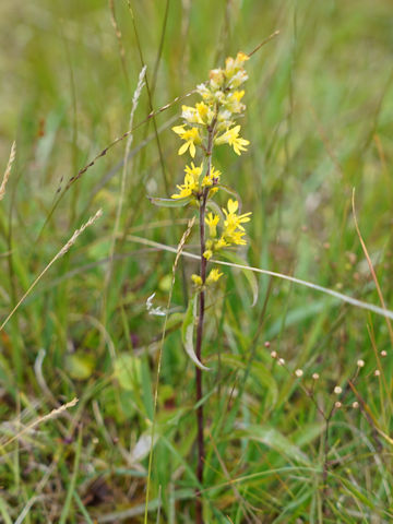 Solidago virgaurea