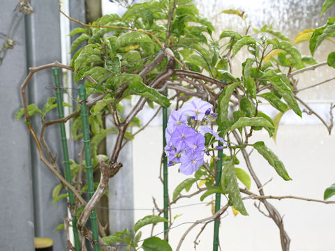 Solanum wendlandii