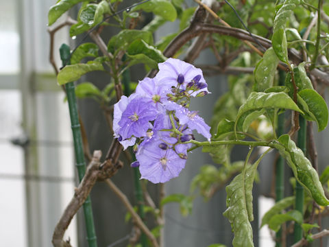 Solanum wendlandii