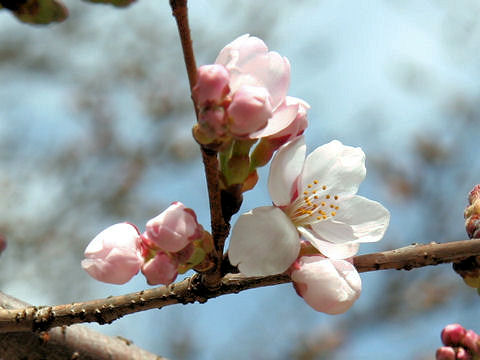 Prunus x yedoensis