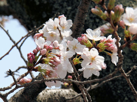 Prunus x yedoensis