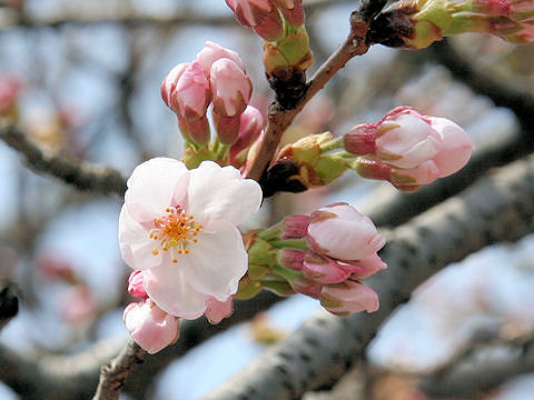 Prunus x yedoensis