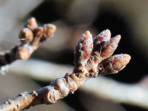 Prunus x yedoensis