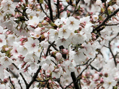 Prunus x yedoensis