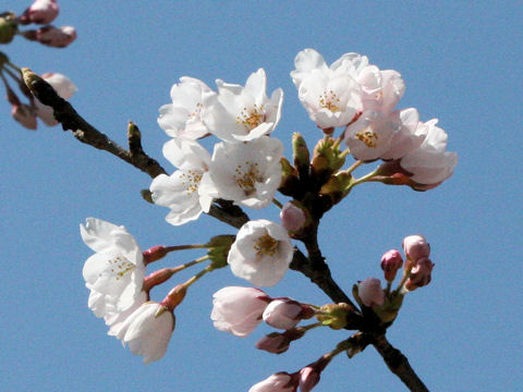 Prunus x yedoensis