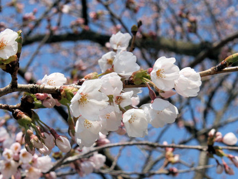 Prunus x yedoensis