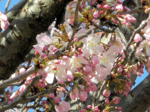 Prunus x yedoensis